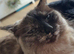 Beautiful 2 year old ragdoll female