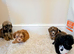 unusual shihpoo puppies
