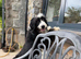 Beautiful Bearded Collie puppies