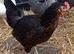 Black rock pullets 16to18 weeks