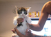 6 beautiful long haired kittens