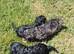 Brilliant Cockalier-a-Poo Puppies &ndash; Ready Soon!