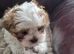 Shihtzu cross Teddy Bear Biewer for sale.