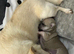 Gorgeous Boy Chihuahua Puppy &ndash; Single Pup Litter (Strong & Healthy!)
