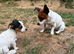 Miniature Jack Russell x chihuahua male pup