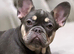 French Bulldog Big Rope Puppies