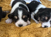 Beautiful Cavapoo  x Beagle  Puppies available.