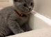 British shorthair kittens