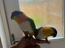Supertame caique