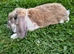 1 year old Giant French lop doe