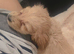 Sad sale of new puppy