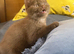 British shorthair kittens rare color