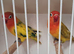 Love birds