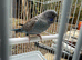 Bfbw violet combo budgie male available