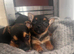 Chorkie