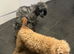 PRICE REDUCED READY TO LEAVE 2 left Merle Cockapoo puppies