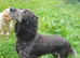 Adult Female Sprocker (Spayed)