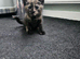Beautiful kittens looking for loving homes.