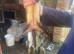 Ferrets for sale
