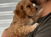 Last Tiny Cavapoochon Girl F1