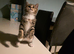 Female kitten