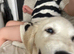 15 week old golden retriever for sale