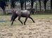 lovely two-year-old Gelding Connamara to make 14.2 ish