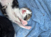 Kittens for sale