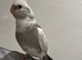 Tamed Cockatiel with Cage