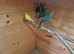 Elegant parrots