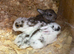 Mini lops