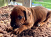 Rhodesian Ridgeback Pups