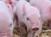 20 middle white piglets