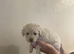 F1B cavapoo puppies