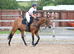Super smart allrounder Novice ride