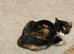 Female Calico Cat