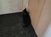 Black kittens