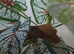 Crested Geckos for sale