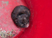 Syrian Hamster