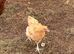 BUFF ORPINGTON COCKEREL