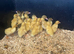 Pekin Ducklings for sale