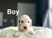 Beautiful cockapoo puppies ready on 7th November