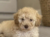 The sweetest Mini toy poodle boy