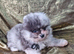 CHIAO LI YA merle puppies chocolate blue