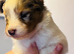 Beautiful Shetland sheepdog puppies