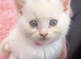 Beautiful British Longhair x British Shorthair Kittens &ndash; Ready for Their Forever Homes