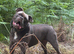 Rehoming 3 year old