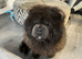 Female chow chow