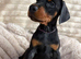 Doberman