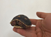 Redfoot baby tortoises